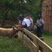 Fishburne Military School Cadets at Frontier Culture Museum of Virginia